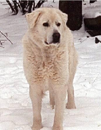 Fotky: Akba� (foto, obrazky)