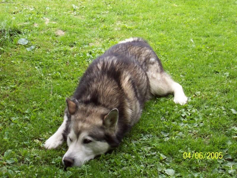 Fotky: Alja�sk� malamut (foto, obrazky)