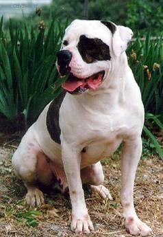 Foto: Americk� bulldog