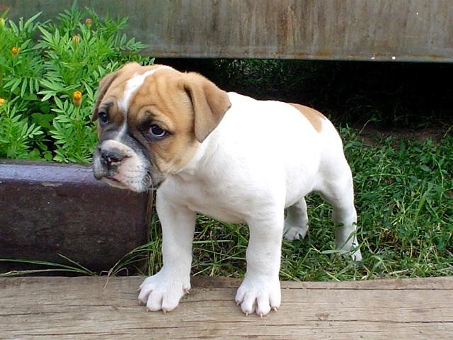 Foto: Americk� bulldog-n� mil��ek Benjam�n. Majitel: Dezider.Ferenc@sezam.cz