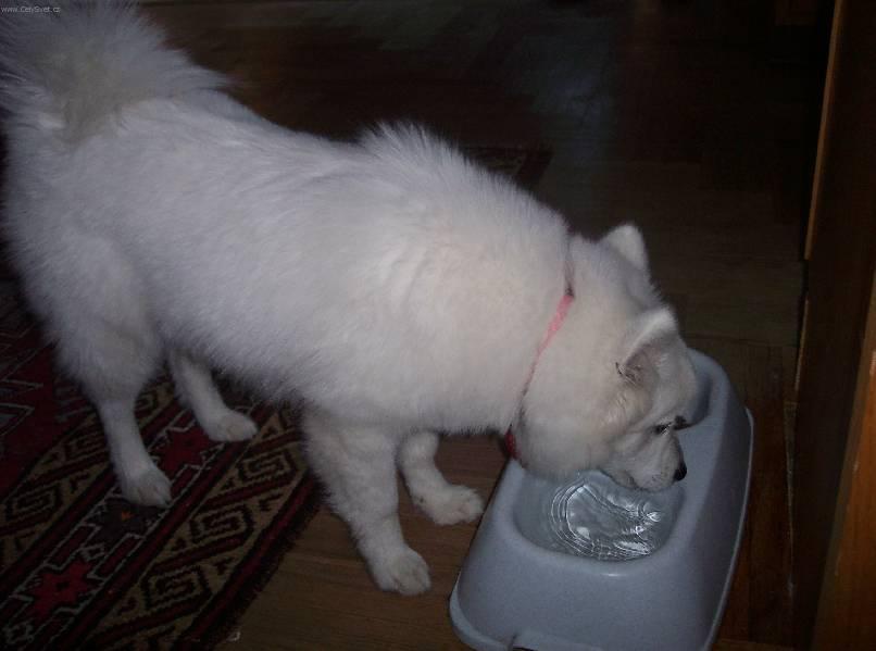 Foto: Americk� eskym�ck� pes