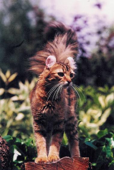 Foto: Americk� kerl kratkosrst� / dlouhosrst�