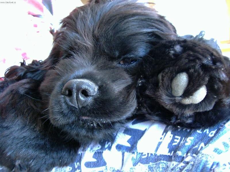 Fotky: Americk� kokr�pan�l (foto, obrazky)