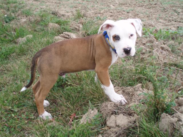 Fotky: Americk� pitbull teri�r (foto, obrazky)