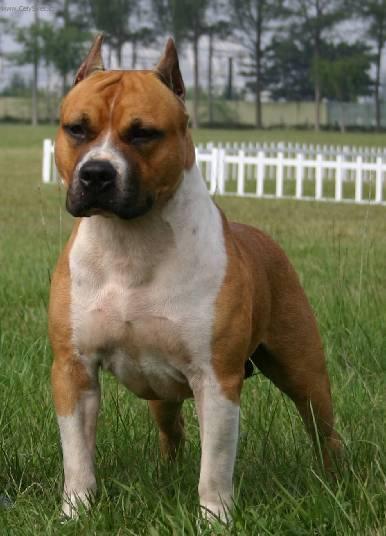 Fotky: Americk� staford��rsk� teri�r (foto, obrazky)