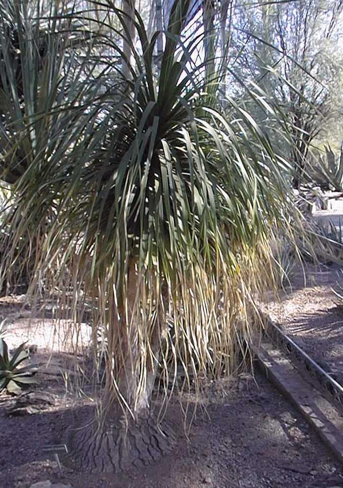 Foto: Beaukarnea, slon� noha