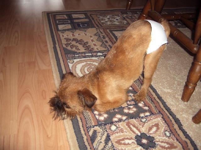 Fotky: Belgick� grifonek (foto, obrazky)