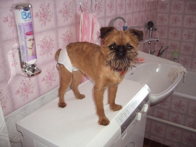 Fotky: Belgick� grifonek (foto, obrazky)