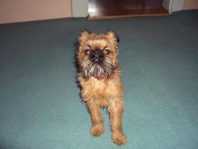 Fotky: Belgick� grifonek (foto, obrazky)