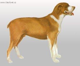 Fotky: Belgick� mastif (foto, obrazky)