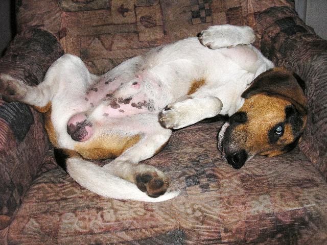 Fotky: B�gl (foto, obrazky)