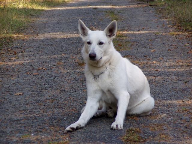 Foto: B�l� �v�carsk� ov��k-Ittie Majitel: J.Hanyk