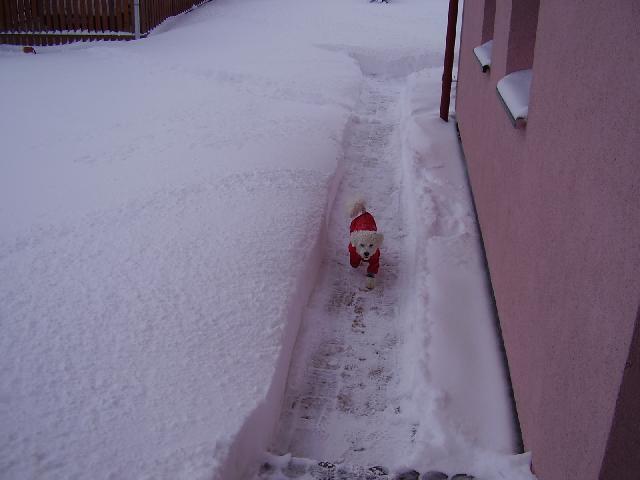 Fotky: Bi�onek (foto, obrazky)