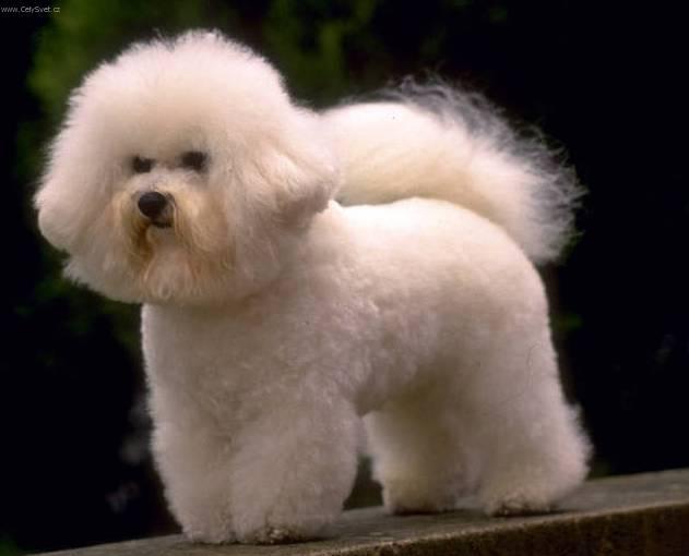 Fotky: Bi�onek (foto, obrazky)