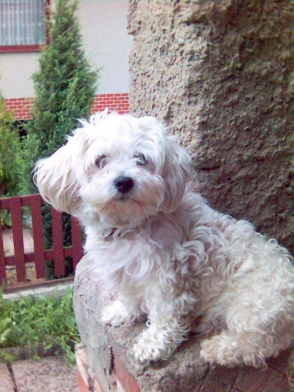 Fotky: Bolo�sk� ps�k (foto, obrazky)