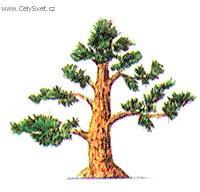 Foto: Bonsaj-Hokidachi