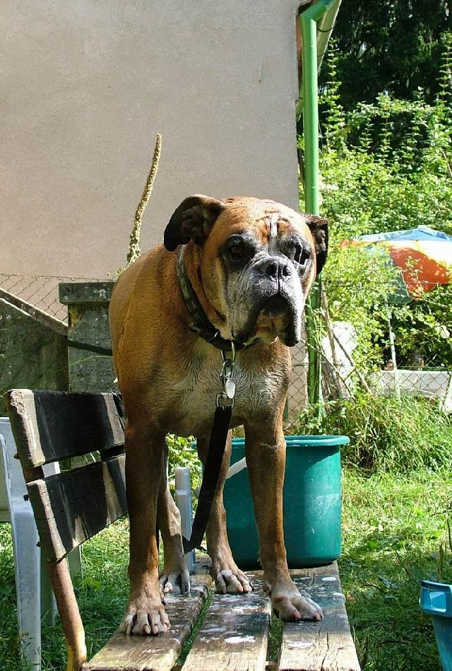 Fotky: N�meck� boxer (foto, obrazky)