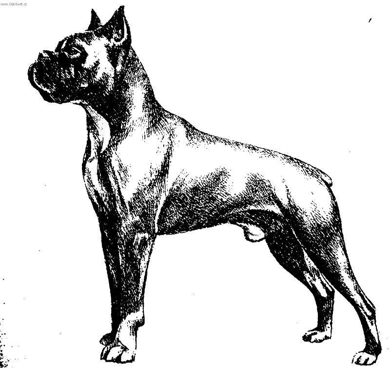 Foto: N�meck� boxer-Kresba