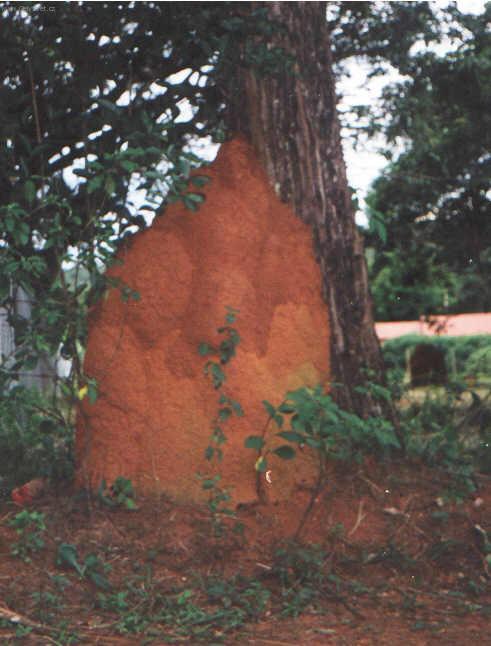 Foto: Braz�lie-termiti�t� v Igarap�