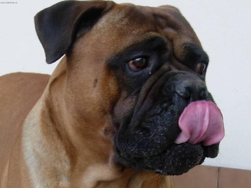 Foto: Bullmastif-Costa. Ch.st.: Str�nick� r�j. Majitel: Bodie