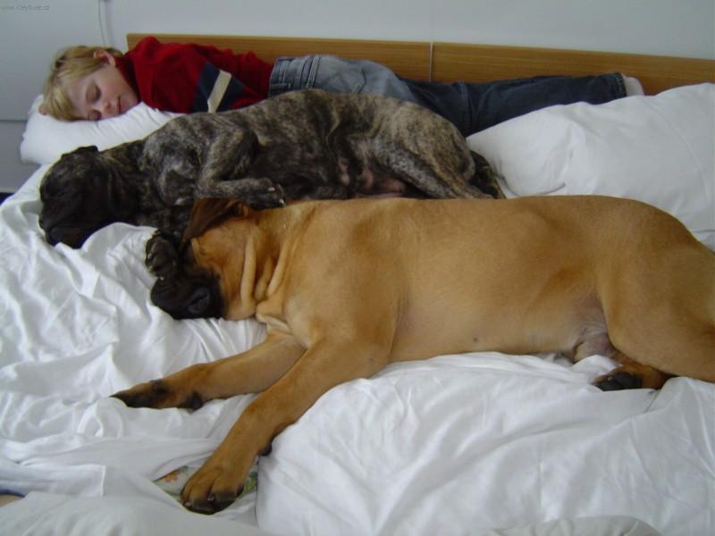 Foto: Bullmastif-�nava po v�stav�. HL�NOVI ROTT-BULL (hlinovi@c-mail.cz)