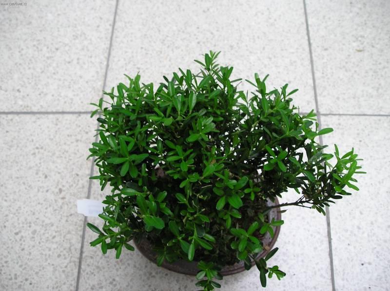 Fotky: Buxus harlandii, buxus microphylla sinica, Zimostr�z (foto, obrazky)