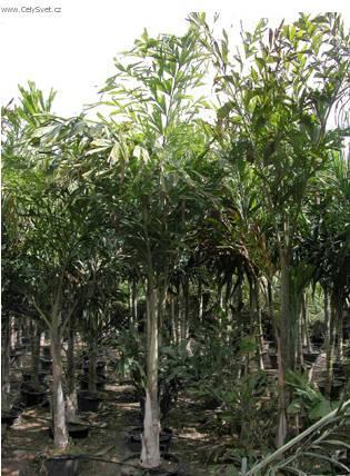 Foto: Palicha, karyota