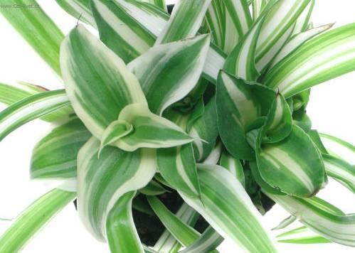 Foto: Chlorofytum, Zelenec