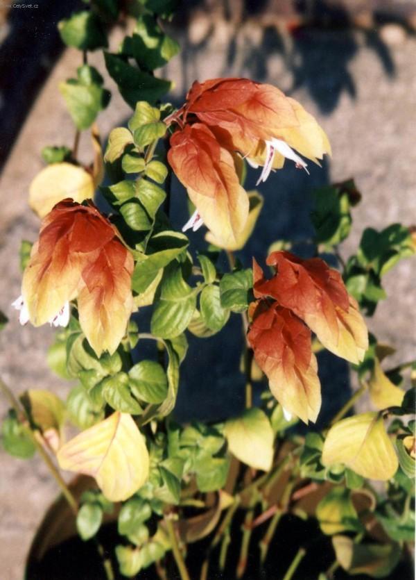 Fotky: Chmel��ek, mr�tilka skvrnit� (foto, obrazky)