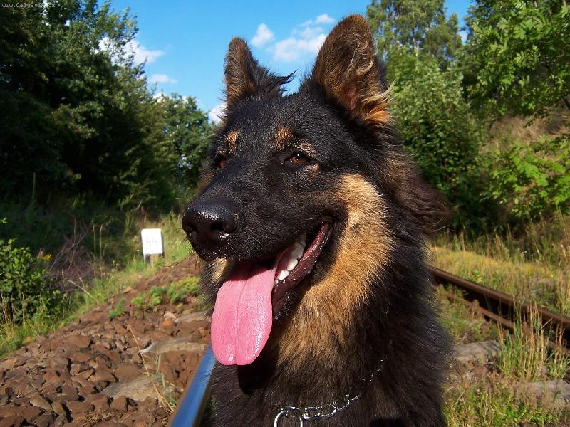 Fotky: Chodsk� pes (foto, obrazky)