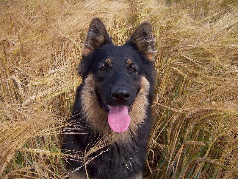 Fotky: Chodsk� pes (foto, obrazky)