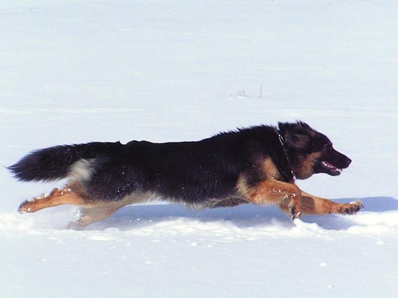 Fotky: Chodsk� pes (foto, obrazky)