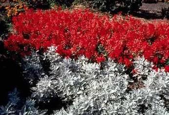 Foto: Ciner�rie zahradn�, star�ek