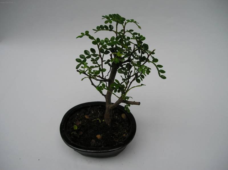 Foto: ��nsk� pep�-Z vlastn� sb�rky