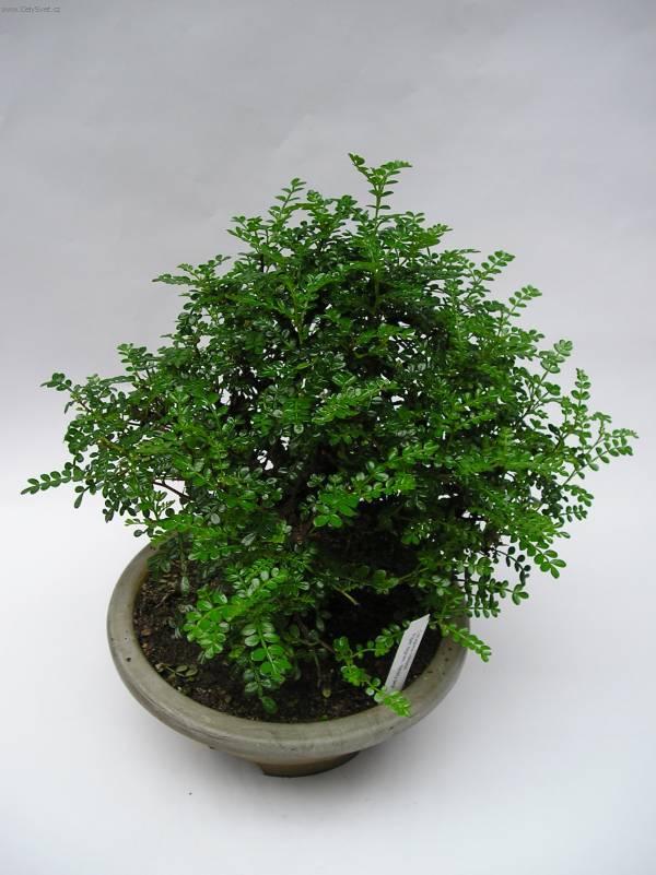 Foto: ��nsk� pep�-Z vlastn� sb�rky