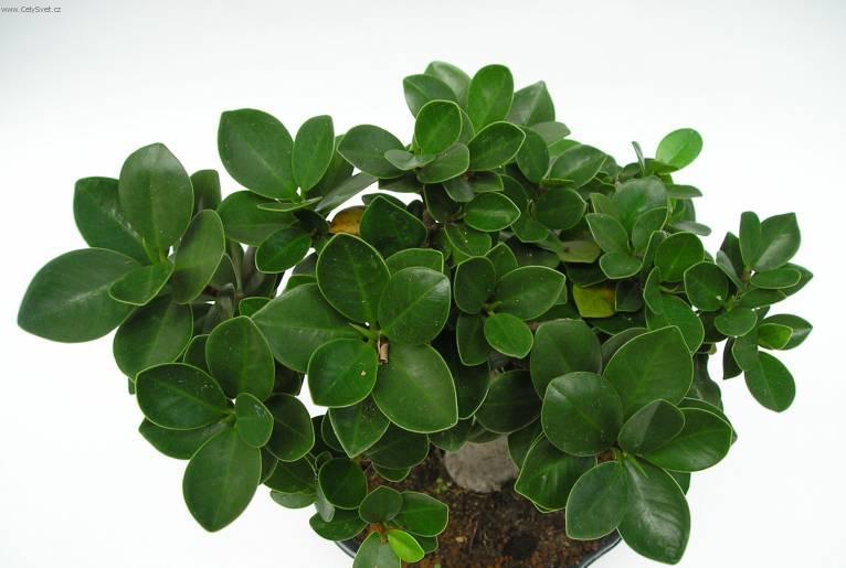 Foto: ��nsk� pep�-Z vlastn� sb�rky