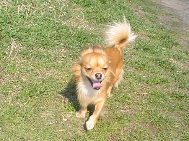 Fotky: �ivava (Alternativn�) (foto, obrazky)