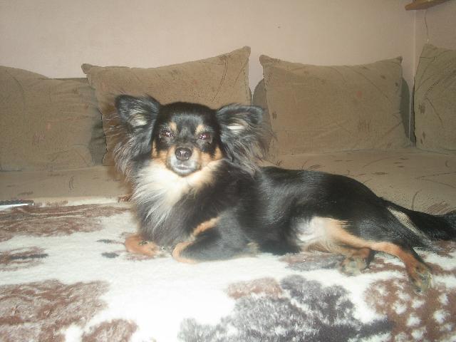 Fotky: �ivava (Alternativn�) (foto, obrazky)