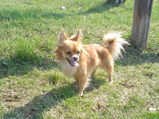 Fotky: �ivava (Alternativn�) (foto, obrazky)