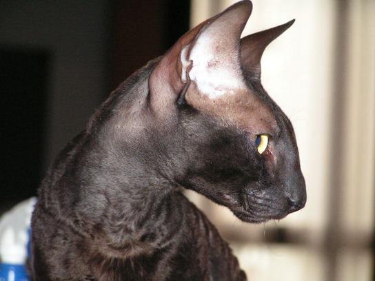 Foto: Cornish Rex-CHS: z Valimaru *Cz