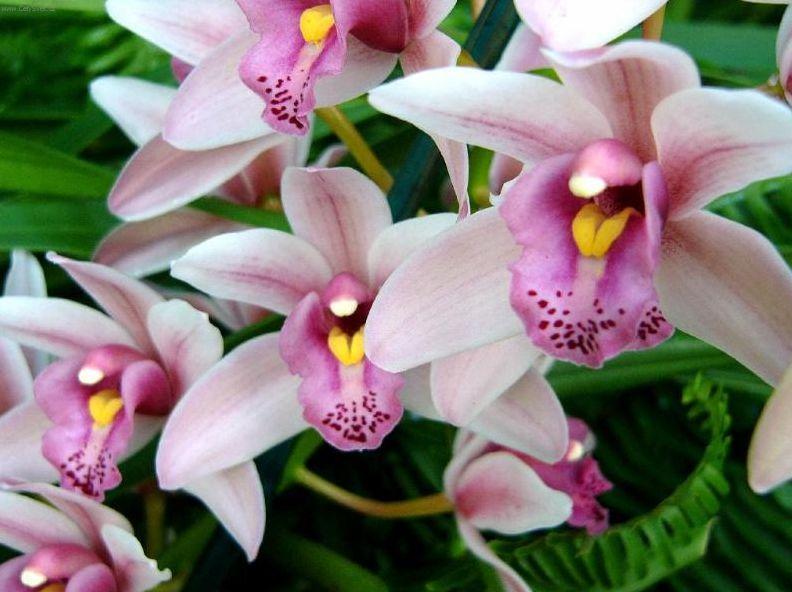 Foto: Cymbidium