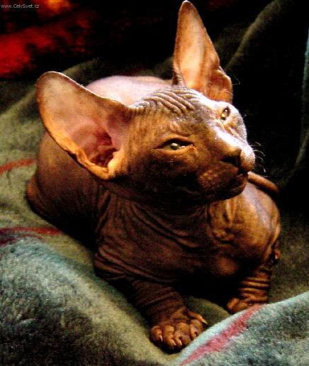 Foto: Donsk� sphynx