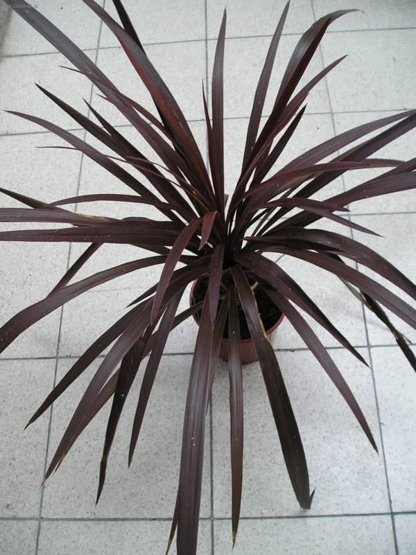 Fotky: Dra�inka, kordyline (foto, obrazky)