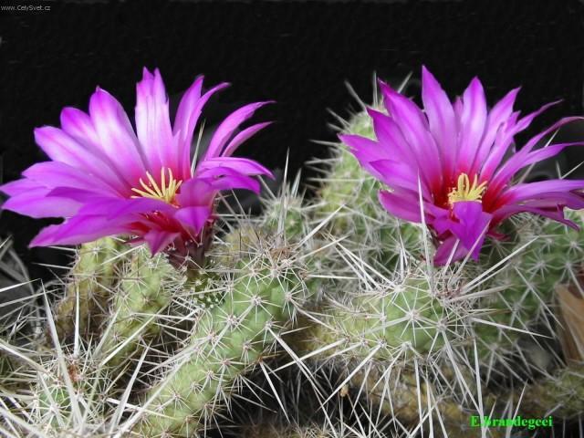 Foto: Echinocereus-Pestitel: Petr Sch�n