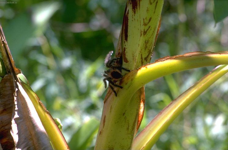 Fotky: Ekv�dor (cestopis) (foto, obrazky)