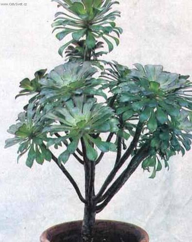 Fotky: Eonium drobnolist� (foto, obrazky)