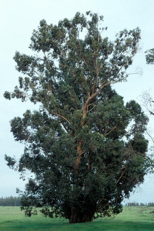 Fotky: Eukalypt, Blahovi�n�k Kulatoplod� (foto, obrazky)