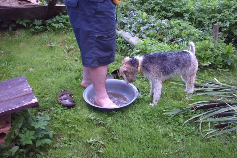 Fotky: Foxterier drsnosrst� (foto, obrazky)