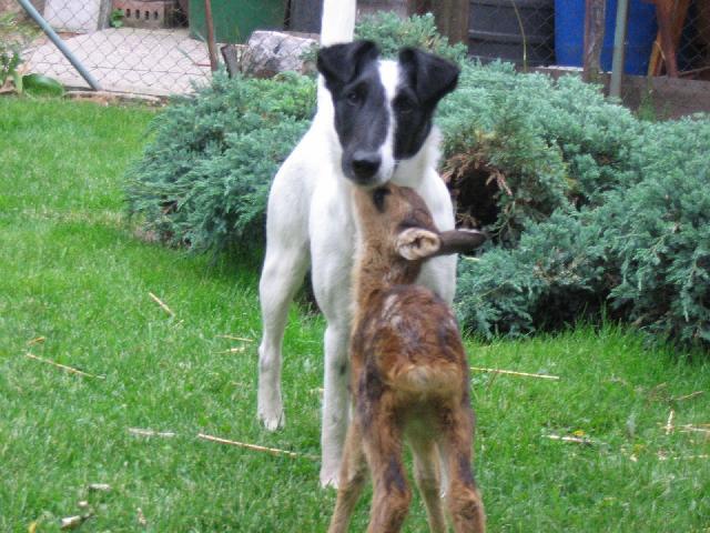 Fotky: Foxteri�r hladkosrst� (foto, obrazky)