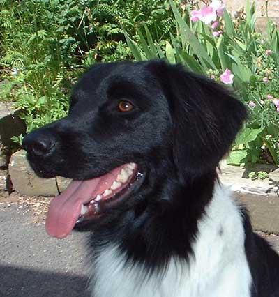 Fotky: Fr�zsk� oha� (foto, obrazky)